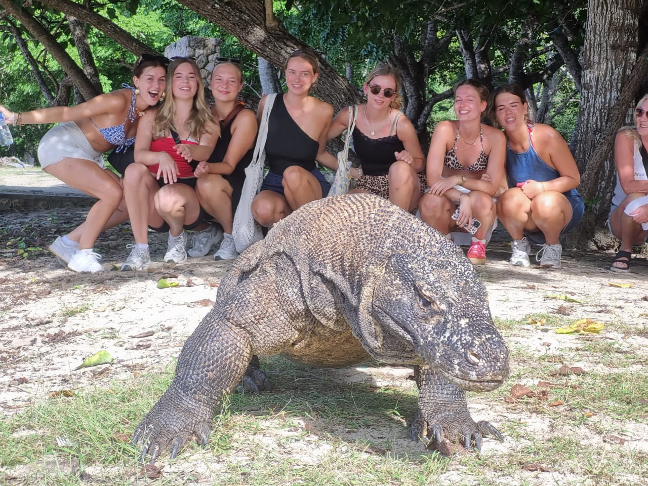 A Komodo dragon on the trail in Komodo National Park